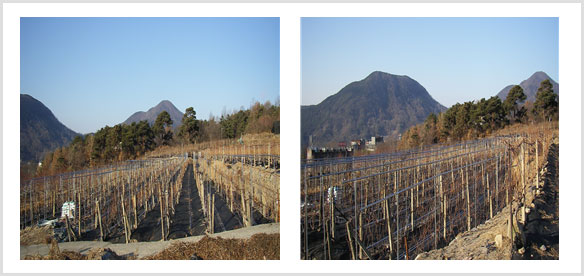 포도비가림설치사업