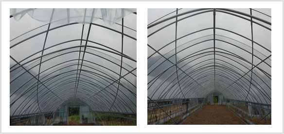 미나리 이중하우스 설치사업